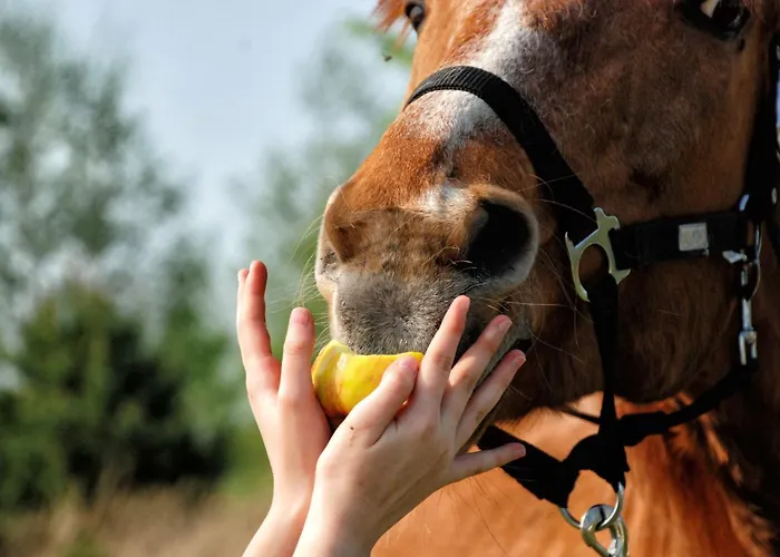 Osrodek Lbn-huta Otel *